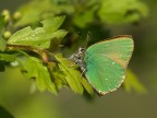Callophrys rubi Callophrys rubi