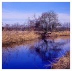 tra i canneti tra i canneti