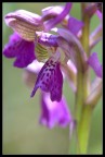 La mia prima Orchidea del 2009-Orchis Morio La mia prima Orchidea del 2009-Orchis Morio