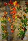 L'interno del mio cortile