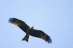 gentilmente qualcuno dei numerosi fotografi nauralistici di questo sito pu dirmi di quale rapace si tratta.

Fotografato in natuta nel parco della Mandria (TO)