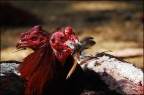 la pelea de los gallos la pelea de los gallos