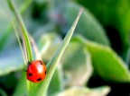 Coccinella Coccinella