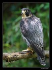 Falco pellegrino Falco pellegrino