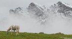 Liberi nella natura Liberi nella natura