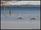 cigni