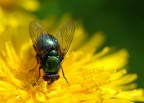 mosca blu