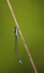 libellulina libellulina