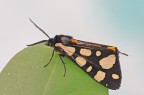 Arctia villica Arctia villica
