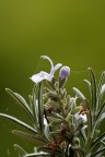 Rosmarinus officinalis Rosmarinus officinalis