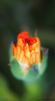 Bokeh
