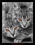 Infernal Cats Infernal Cats