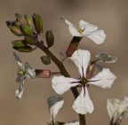 rucola in fiore rucola in fiore