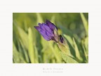 Iris germanica Iris germanica