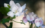 fiore di melo fiore di melo