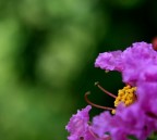 fiore fiore