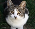 Gatto#6 Gatto#6