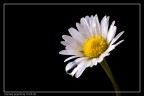 In questa primavera per te verso una lacrima, in questa che dovrebbe essere la stagione dell'amore.

Questa  la mia prima macro e come sempre critiche e commenti sono sempre bene accetti!
