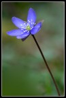 Hepatica Hepatica