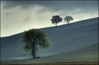L'albero solitario L'albero solitario