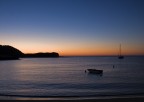 alba alba
