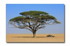 Albero Albero