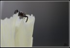 Spider on Ice Spider on Ice