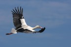 In volo