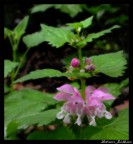 fiorellino fiorellino