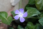fiore in macro fiore in macro