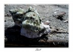 shell shell