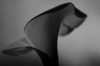 calla_bw calla_bw