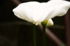 Anche i fiori piangono Anche i fiori piangono