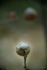 Cucalla...? Cucalla...?