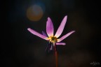 Fiore lilla