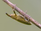 Curculionidae lixinae - insetto tapiro Curculionidae lixinae - insetto tapiro
