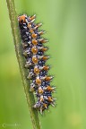 Bruco di Melitaea didyma Bruco di Melitaea didyma