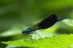 Calopteryx splendes Calopteryx splendes