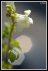 macro3-2009 macro3-2009