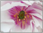 il coleottero e la peonia.... il coleottero e la peonia....