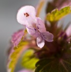 sembra un'orchidea