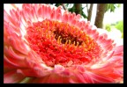 Gerbera Gerbera