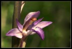 Orchidea Limodorum abortivum Orchidea Limodorum abortivum