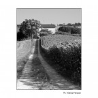 Country side in bn