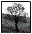 Natura a carboncino Natura a carboncino