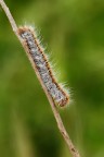 bruco peloso bruco peloso