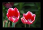 Tulipani Tulipani