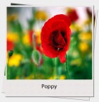 PPP Poppy Polaroid Paint PPP Poppy Polaroid Paint