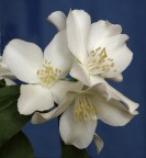 pistilli in festa pistilli in festa