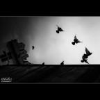 ...il volo ...il volo